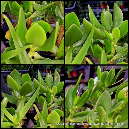 Crassula Pointed Jade x 1 Plants Succulent Bonsai Rockery Balcony Patio Outdoor/Indoor White Flowering Shrubs ovata ssp. obliqua